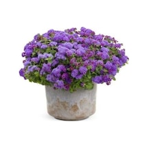Nadir Ithal Ageratum Çiçeği Tohum 10 Tohum Çiçek Tohumu