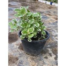 Kokulu Ve Sarkıcı Yeşil Benjamin Çiçeği 1 Adet Saksılı 10-20cm