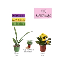 3'lü Set Tek Dikim Kılıç+sarı Kalanşo +hediyelik Para Çiçeği