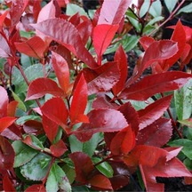 Tüplü Alev Çalısı Photinia Red Robin 30 40 Cm