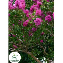 Pembe Renk Oya Ağacı 30-60cm 1 Adet Saksılı Bahçe Bitkisi Lagerstroemia İndica
