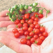 Bezelye Cherry Domates Tohumu 10+ Adet Yüksek Verimli Mini Domates Tatlı, Sulu Ve Kolay Çimlenen