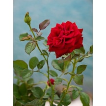 Videolu Yediveren Fuji Kokulu Gül Fidanı 30-65 Cm Saksılı Aşılı Gül Rose Bush
