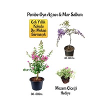 Pembe Oya Ağacı Fidanı+mor Salkım Ağacı Fidanı Mezem Çiçeği Bahçe Peyzaj Seti