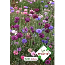 Kontur Çiçeği Tohumu 50 Adet Tohum N113055