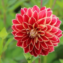 Hoş Kokulu Dahlia Maxime Yıldız Çiçeği Yumrusu 1 Adet