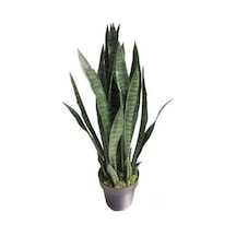 Peygamber Kılıç Çiçeği Sansevaria Paşa Kılıcı 10-20 Cm