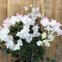 Serada Decor Plant Begonvil Sarmaşığı Beyaz Bougainvillea Alexandra