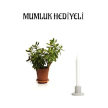 Kadınlar Gününe Özel Parlak Yapraklı Para Çiçeği Mumluk Hediyeli