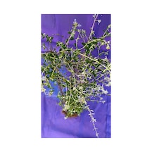 Zeytin Çalısı Süs Bitkisi