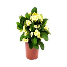 Videolu Sarı Dikenler Tacı Çiçeği 10-20 Cm Tüplü Çiçekli Bodur Bitkiler Yellow Euphorbia Milli
