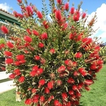 Fırça Çalısı Callistemon Laevis 5 Adet