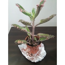 Kalonchoe Daigremantione / Aşkın Gözyaşı Çiçeği Fidanı 10-20 Cm