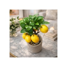 Yapay Limon Ağacı Saksılı 26 Cm Dekoratif Bitki Gerçek Görünümlü Mini Limon Ağacı