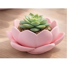 Cute Lotus Planter 3d Printed Mini Desk Plant Pot