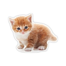 Tekir Kedi Turuncu Yavru Araba Sticker 18Cm Model1