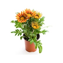 Turuncu-sarı Renk Gazanya Çiçeği 1 Adet Saksılı/tüplü 15-25cm Çiçekli Balon Bitkisi