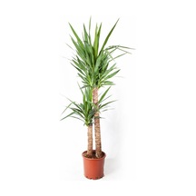 Yucca Bitkisi 2 Gövdeli 120-140cm
