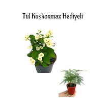Anneler Gününe Özel Beyaz Renk Milli Dikenler Tacı Çiçeği Tül Kuşkonmaz