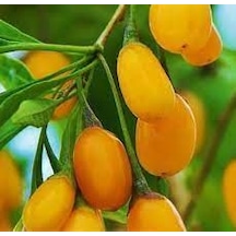 15 Adet Tohum Yeni Sezon Organik Sarı Goji Berry Tohum Yeni Mahsü