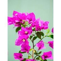 2 Adet Pembe Sarılıcı Begonvil Çiçeği Fidanı 60-90 Cm Saksılı Çiçekli Bodur Bougainvillea