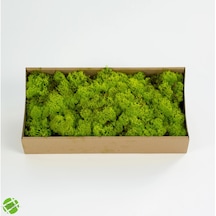 Reindeer Moss Lime Şoklanmış Norveç Yosunu 250gr
