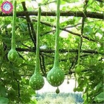 5 Adet Tohum Nadir Uzun Süs Kabağı Tohumu Su Kabağı Tohumu Kabak Tohumu Süpriz Hediye Tohum