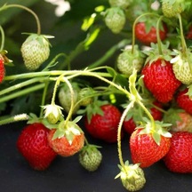Tüplü 10 Adet Sweet Ann Çilek Fidesi