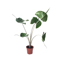Alocasia Macrorrhiza 'Stingray' (Fil Kulağı) Ø12 CM Y45-50 CM