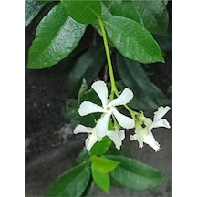 Arap Yasemin 80-100 Cm Saksılı/tüplü Dış Mekan Sarmaşık Bitkileri Arabian Jasmine