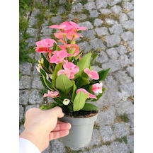 Videolu Milli Dikenler Tacı 15 45 Cm Saksılı Kaktüs Euphorbia