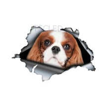 Cavalier King Charles Pet Araba Çıkartmaları