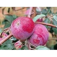 5 Yaş, Aşılı Elma Fidanı RED STAR, Torbada, +120 Cm