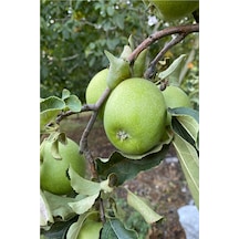 8 Adet Aşılı Yeşil Elma Granny Smith Fidanı 3 Yaş