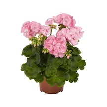 Sardunya Fidanı Saksılı Açık Pembe 10-20 Cm