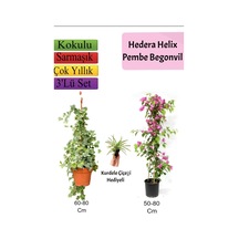 Hedera Hex Sarmaşığı+ Pembe Begonvil+ Kurdele Çiçeği