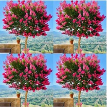 Videolu Mis Kokulu 4 Adet Oya Ağacı Fidanı Tüplüsaksılı 30-60cm Lacebark Pine Sapling Diğer