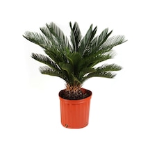 Ithal Nadir Cycas Sikas Revoluta Tohumu Süs Ağacı Tohumu 6 Dev Tohum