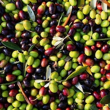 Her Bölgeye Uyguntüplü Tüplü Malatya Zeytini Fidanı Sıkımlık Ve Sofralık