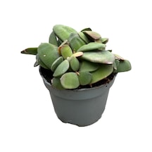 Gasteria Glomerata (Sukulent) Ø8,5 CM Y10-15 CM