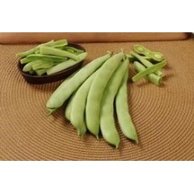 Sarıkız Fasulyesi Tohumu