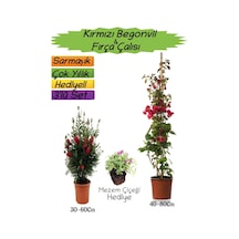 Kırmızı Renk Begonvil+kırmızı Fırça Çalısı+mezem Çiçeği 3'lü Peyzaj Seti