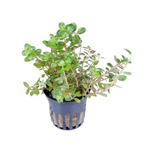 Rotala Rotundifolia Saksı Canlı Bitki Diğer