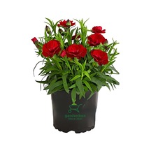 Kokulu Kırmızı Karanfil Çiçeği Bodur Cins Red Dianthus 1 Adet Saksılı 15-25cm