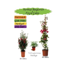 Kırmızı Renk Begonvil+kırmızı Fırça Çalısı+tül Kuşkonmazi 3'lü Peyzaj Seti