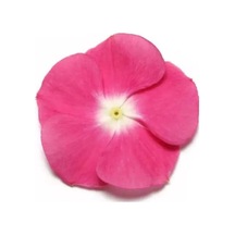 Pembe Beyaz Benekli Rozet Çiçeği Tohumu - 15 Adet