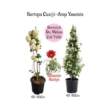 Kartopu Çiçeği 1 Adet +arap Yasemini 1 Adet+kırmızı Gazanya Saksılı Bahçe Seti