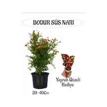 Bodur Süs Narı Fidanı 1 Adet Saksılı/tüplü+ Sihirbaz Yaprak Güzeli Hediyeli Bahçe Peyzaj Seti