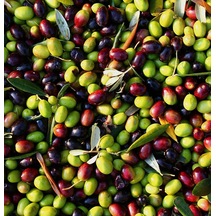 5 Adet Gemlik Sofralık Zeytin Fidanı 2 Yaş