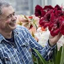 Amaryllis Gr. Diva Kokulu Güzel Hatun Çiçeği Soğanı 1 Adet